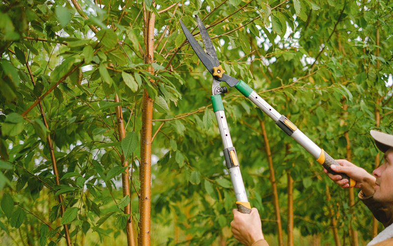 Tree trimming in Bowersville, OH